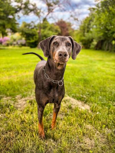 Hundetreffen-Spielkamerad gesucht-Bild