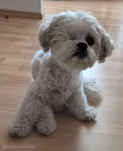 Hundetreffen-Gemütliche Gassirunde-Bild