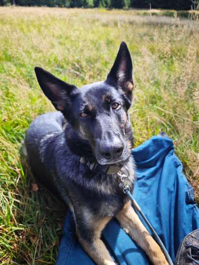 Hundetreffen-Hundebegegnungen üben und Gassirunden-Bild