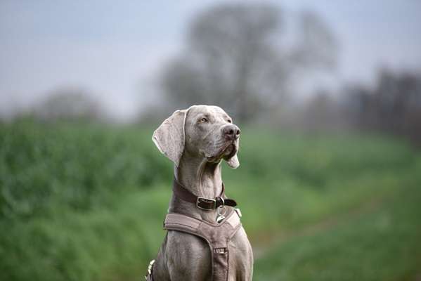 Weimaraner-Beitrag-Bild