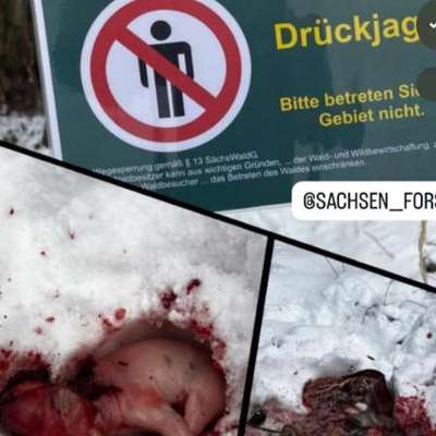 Giftköder-Tote Wildschweinbabys-Bild