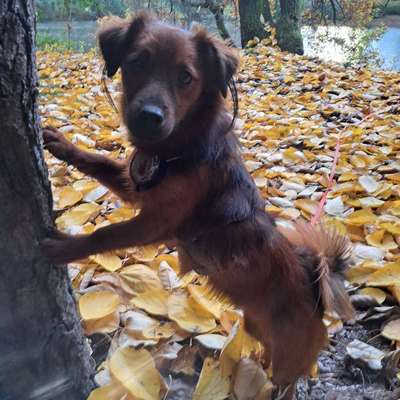 Hundetreffen-Hundetreffen für Spielen und Toben-Bild