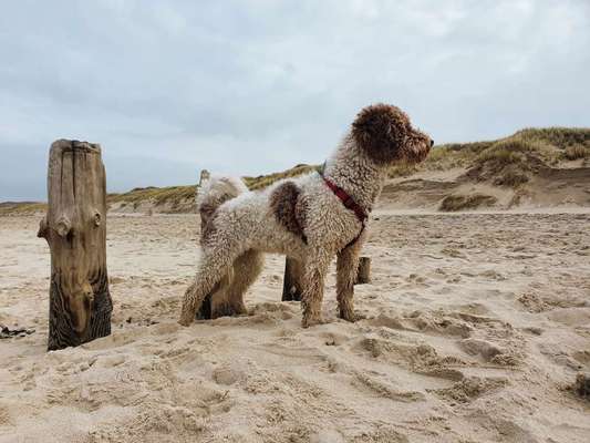 Perro de Aqua Espaniol-Beitrag-Bild