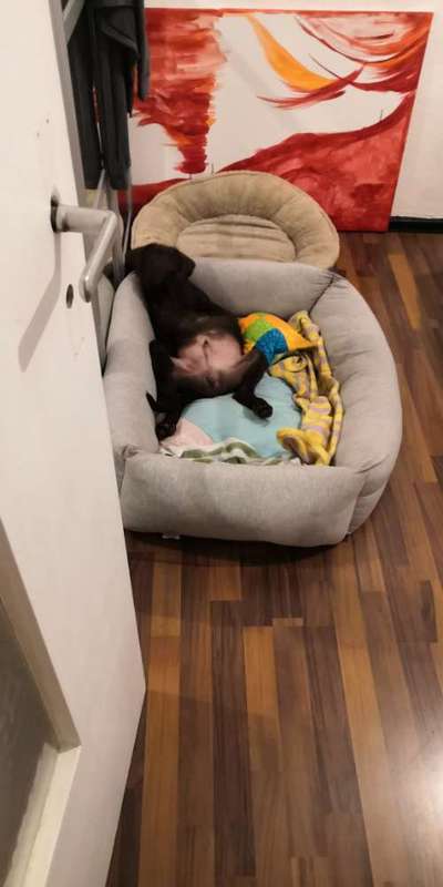 Wo sind meine Labrador Freunde-Beitrag-Bild