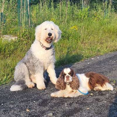 Hundetreffen-Hundefreunde für regelmäßige gemeinsame Gassirunden gesucht-Bild