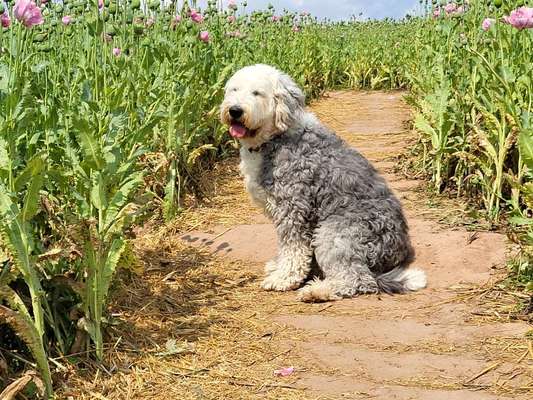 OES Bobtails-Beitrag-Bild