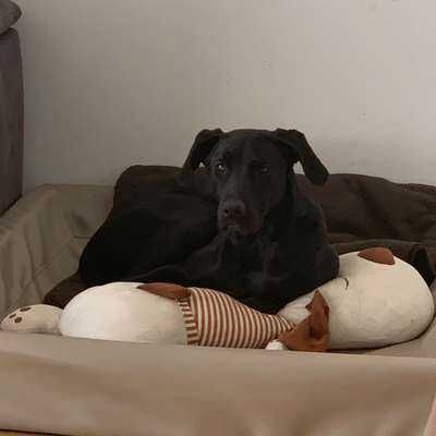 Hundetreffen-Gassi-/Trainingsrunde mit spielen-Bild