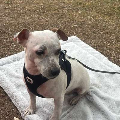 Hundetreffen-Gassitreffen-Bild