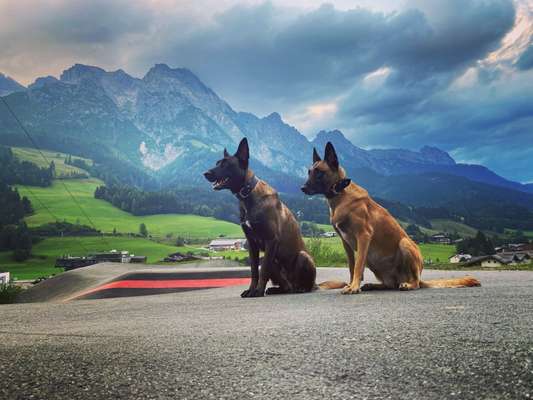 wachsame Hunderassen-Beitrag-Bild