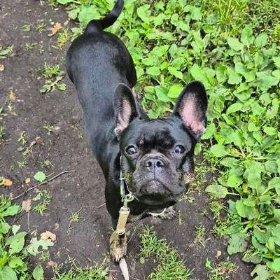 Hundetreffen-Trainings- Und Gassibuddy gesucht-Bild