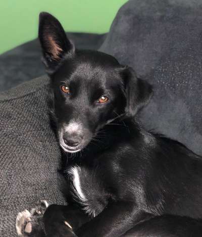 CHALLENGE NR. 19 - Der Hundeblick-Beitrag-Bild