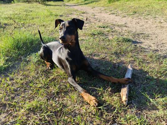 Seltene Rassen!-Beitrag-Bild