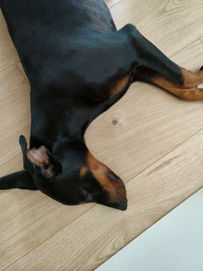 Liebhaber des Deutschen Pinscher gesucht.-Beitrag-Bild