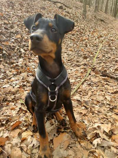 Liebhaber des Deutschen Pinscher gesucht.-Beitrag-Bild