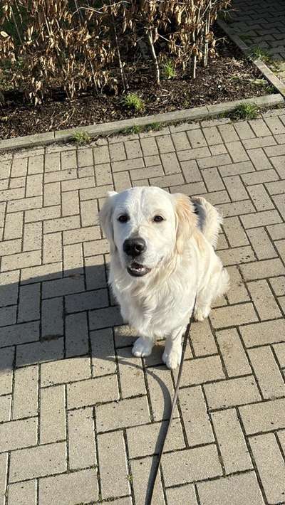 Hundetreffen-Spiel-Freund gesucht!-Bild