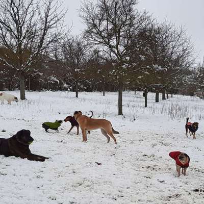 Giftköder-Hundebetreuung-Bild