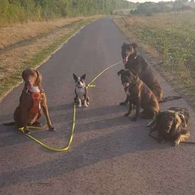 Hundepensionen-SaPhiTierService und Beratung Zellertal-Bild