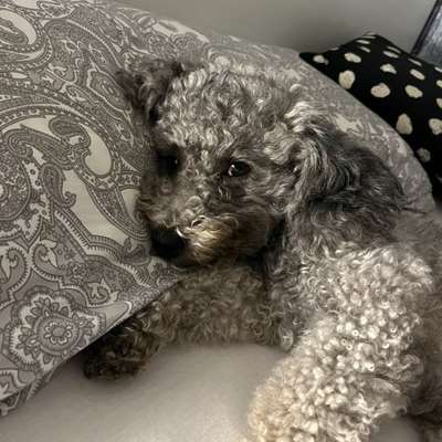 Darf der Hund bei Euch im Bett schlafen?-Beitrag-Bild