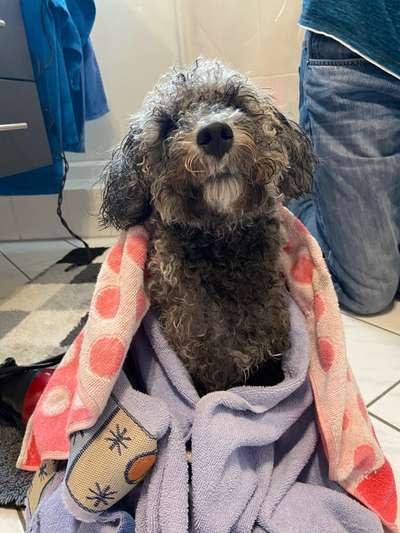 Dogorama Photo Challenge- genervter Blick-Beitrag-Bild