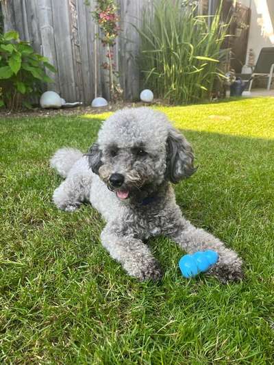 Zeigt her eure Pudel und Pudelmischlinge (:-Beitrag-Bild