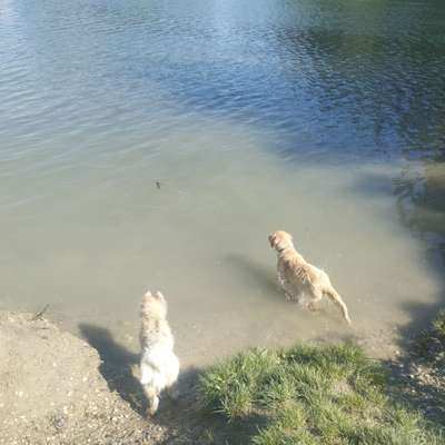 Hundetreffen-Junghundetreff in Süßenbrunn-Bild
