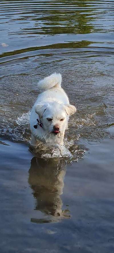 Dogorama-Monats-Challenge-Mai "Wasser"-Beitrag-Bild