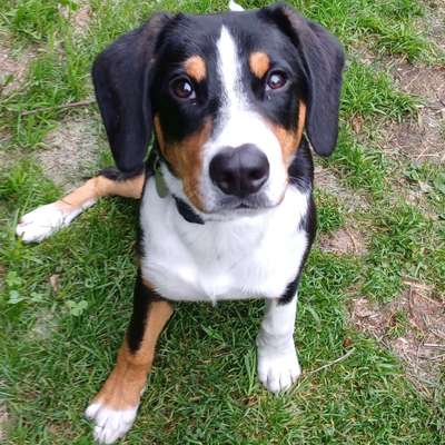 Hundetreffen-Gassirunde mit Spiel