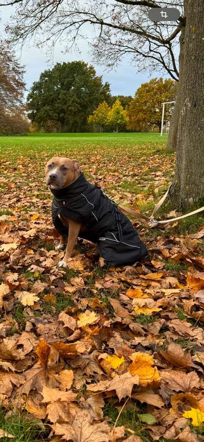 Wintermäntel bzw. Was fürn Übergang-Beitrag-Bild