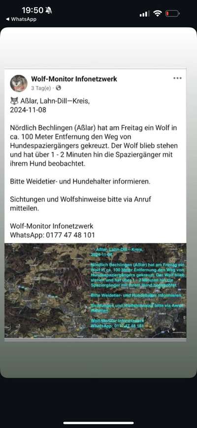 Giftköder-Wolf Sichtung-Bild