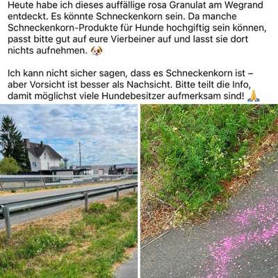 Giftköder-Evtl Rattengift-Bild