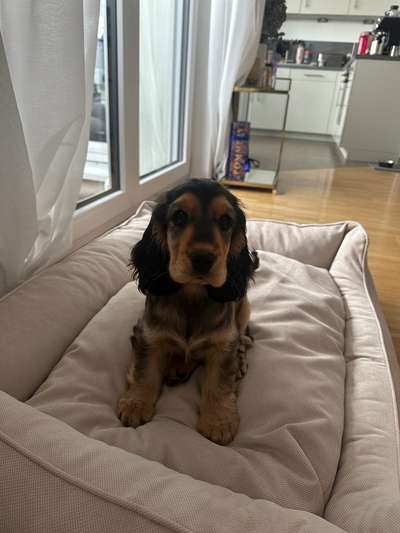 Hundetreffen-Schüchterner Welpe/ Sozialisierung/ 1-1-Bild