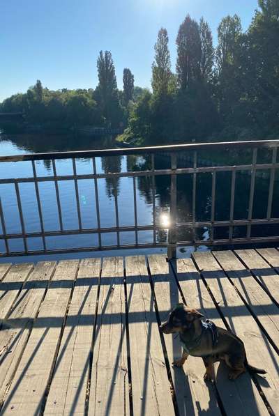 Dogorama Photo Challenge - Brücken-Beitrag-Bild