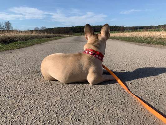 Challenge 23 : "  Euer Hund beim Frühlingserwachen "-Beitrag-Bild