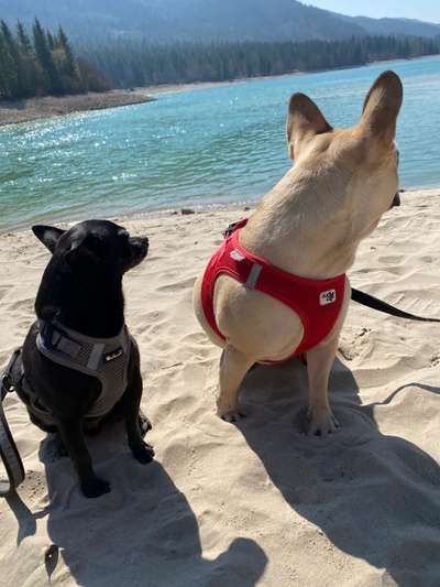 Hundetreffen-Gemeinsame Gassirunden-Bild