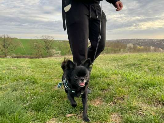 Hundetreffen-Sozialisierungsspaziergang-Bild