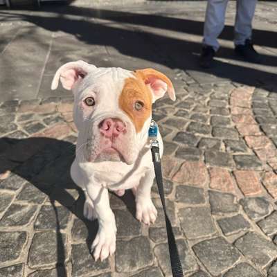 Hundetreffen-Hunde Treffen auf der Hunde Wiese in Beuel-Bild