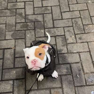 Hundetreffen-Hundetreffen in Beuel am Rhein-Bild