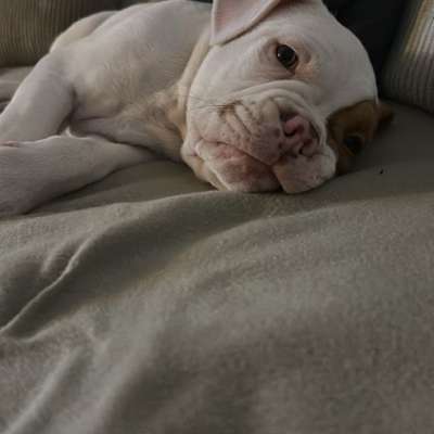 Hundetreffen-Welpen Treff Alfter-Bild