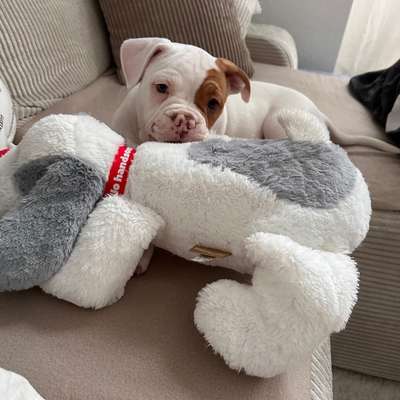 Hundetreffen-Suche eine/n Freund/in für meinen Welpen-Bild