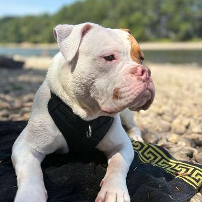 Hundetreffen-Hunde treffen-Bild
