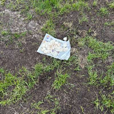 Giftköder-Unbekannt evtl Giftköder-Bild