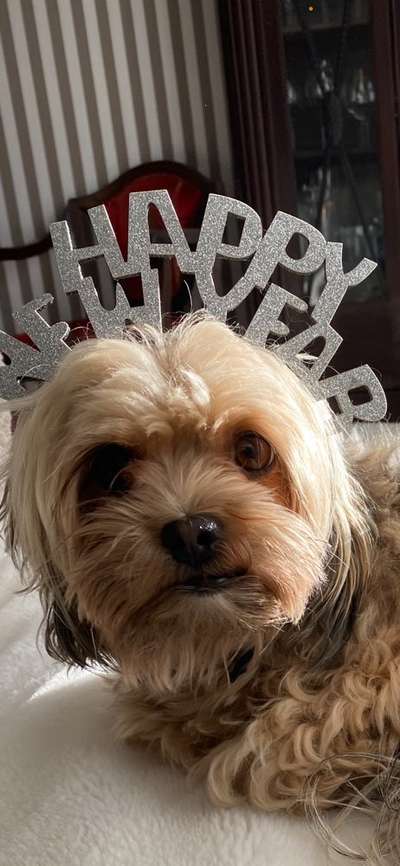 bolonka zwetna 😁-Beitrag-Bild