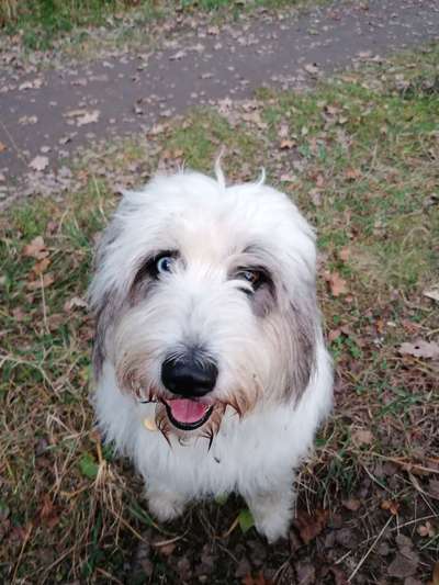 CHALLENGE NR. 19 - Der Hundeblick-Beitrag-Bild