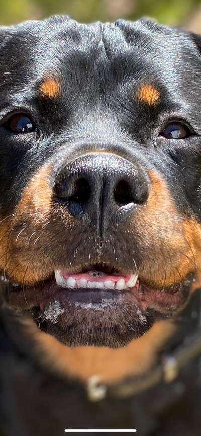 Zeigt her eure Hundenasen-Beitrag-Bild