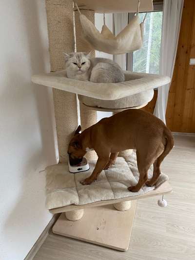 Hier ist der Spaßthread. Zum Schmunzeln und Kaputtlachen-Beitrag-Bild