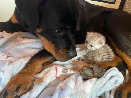 Bilder Hund und andere Tiere-Beitrag-Bild