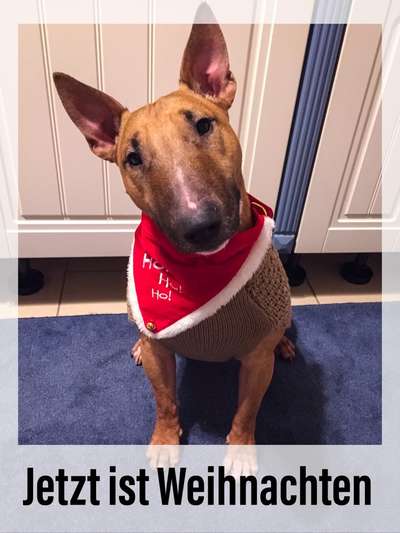 Challenge Nr. 8  Dein Hund im Weihnachtslook-Beitrag-Bild