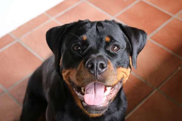 Dein Hund im Dogorama-Kalender 2021-Beitrag-Bild