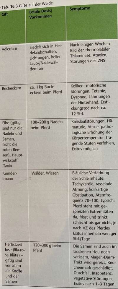 Giftig für Hunde?! Lasst uns alle mal zusammentragen was giftig ist! Schwarmintelligenz!-Beitrag-Bild