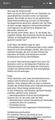 Kastration / Sterilisation bei Hündinnen-Beitrag-Bild